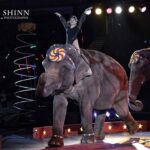 HamidCircus_Elephant1